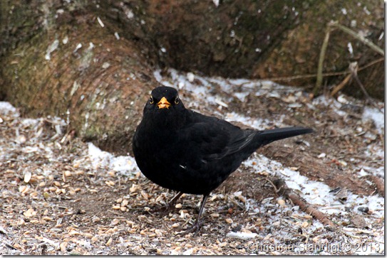 Turdus merula Turdus merula