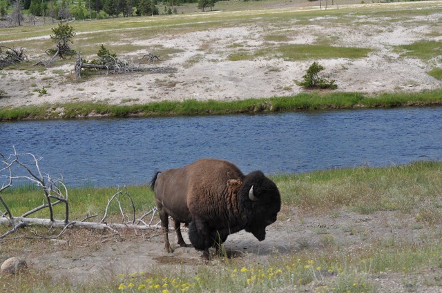 [Yellowstone%2520NP%2520%2526%2520Grizzly%2520%2526%2520Wolf%2520Ctr%2520054%255B2%255D.jpg]