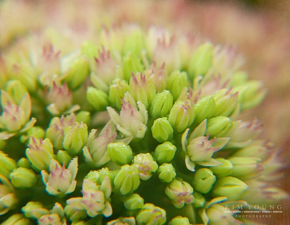[Textured%2520Tiny%2520buds%255B5%255D.jpg]