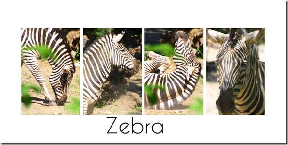 zebra