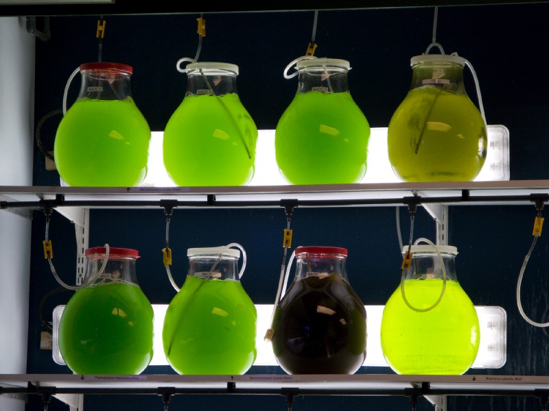 [lab-grown-algae-in-jars4.jpg]