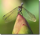nature (1)