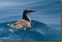 Xantus' Murrelet