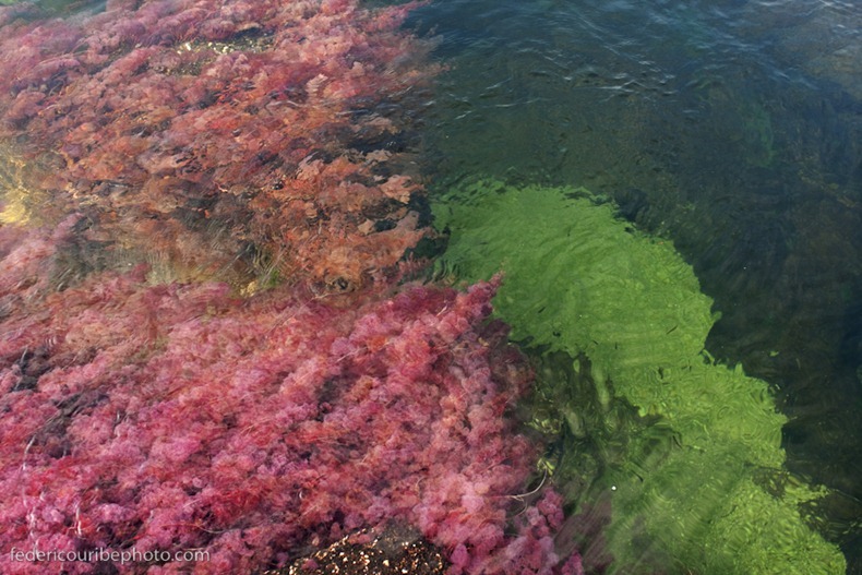 cano-cristales-5 cano-cristales-5