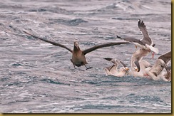 - Black-footed Albatross-Western Gulls-food MSB_7374 searcher day 3 May 31, 2010 NIKON D300S