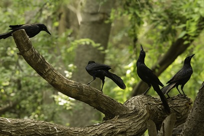 Grackle Party NBC 2013 Grackle Party NBC 2013