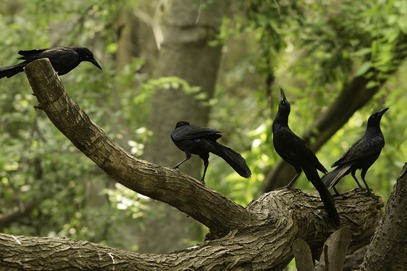 Grackle Party NBC 2013