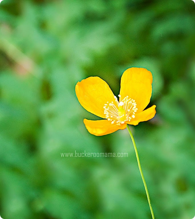 Cosmos-(1) Cosmos-(1)