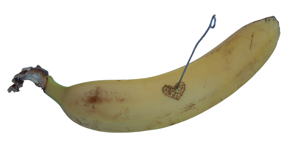 [Banane_1%255B6%255D.png]