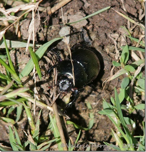 27-dor-beetle