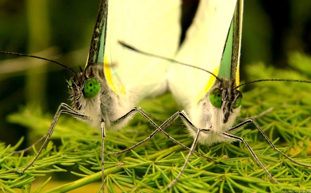 Leptophobia aripa balidia (BOISDUVAL, 1836). Environs de Curitiba (Paraná), 20 juillet 2013. Photo : Mauricio Skrock