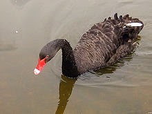 [Black-Swan4.jpg]