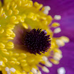 20080322 Bellevue Botanical Garden 018.jpg