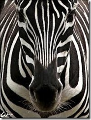 zebra