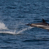 Atlantic white-sided dolphin