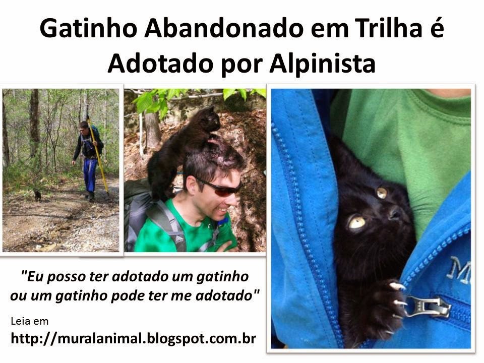 [Gatinho%2520Abandonado%2520em%2520Trilha%2520%25C3%25A9%2520Adotado%2520por%2520Alpinista%255B3%255D.jpg]