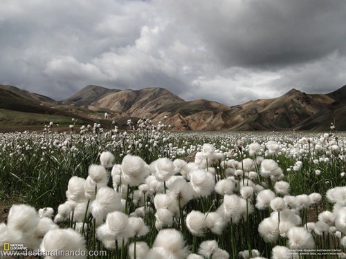 wallpapers national geographic desbaratinando (44)