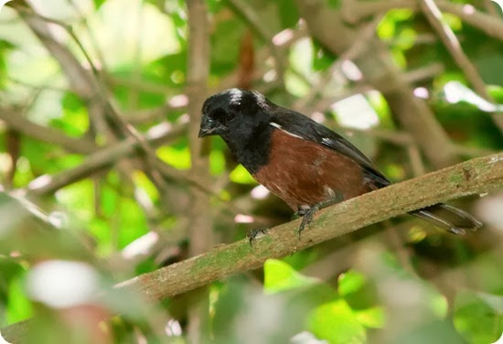 Andresito_Misiones Curio-Oryzoborus-angolensis Andresito_Misiones Curio-Oryzoborus-angolensis