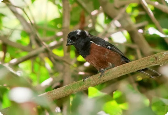 Andresito_Misiones Curio-Oryzoborus-angolensis