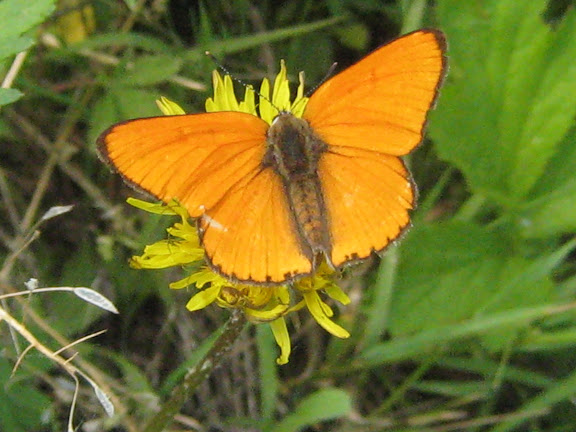 Thersamonolycaena dispar LEECH, 1887, mâle. Chemin de Muraveka à Novogordeevka, à l'est d'Anutchino (Primorskij Kraj), 2 juillet 2011. Photo : G. Charet