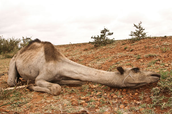 Unable to find water, a camel lies slumped on the ground in the Borena region of south Ethiopia on 15 July 2011, where widespread drought is forcing people and livestock to search far afield for water. Binyan Mengesha / ACT / DCA