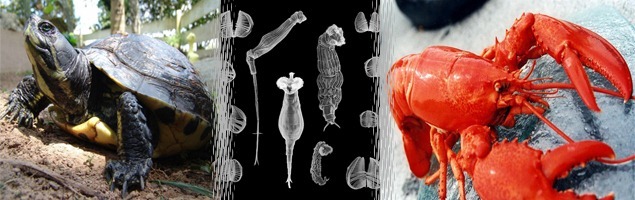 6 Incríveis animais que secretamente são imortais 6 Incríveis animais que secretamente são imortais