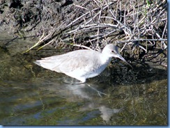 6065 Texas, South Padre Island - Birding and Nature Center - Willet