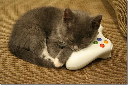 funny-animals-haha-35