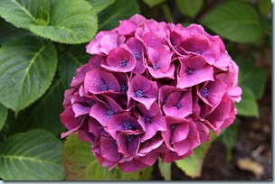 hydrangea1