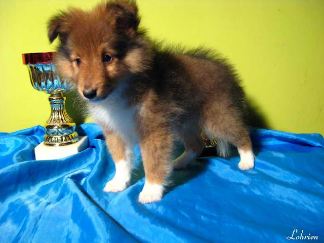 Sheltie