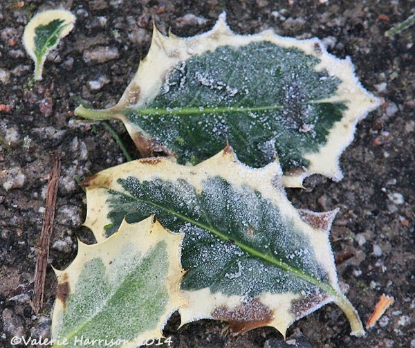 [47-frosted-leaves%255B2%255D.jpg]