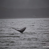 Baleias no Tracy Arm - Juneau, Alaska, EUA
