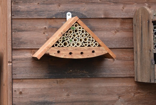 Leaf-cutter bee plugging