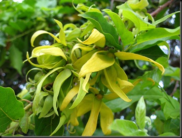 ylang-ylang