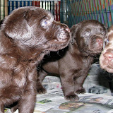 bruna labrador valpar 001.JPG