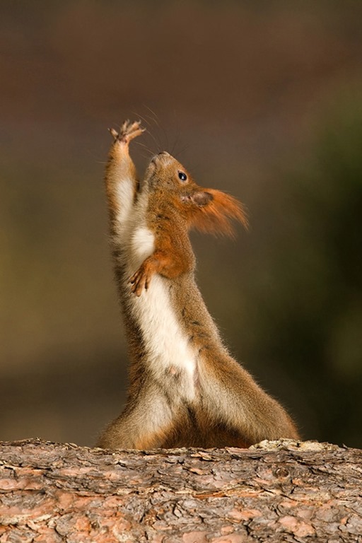 [squirrel%2520saturday%2520night%2520fever%255B3%255D.jpg]