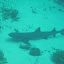 Shark - This white tip was just taking a breather.