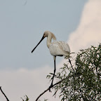 IMG_6707.JPG