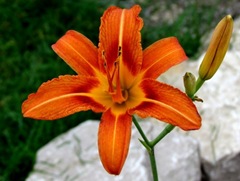  Day Lily From Front Garden