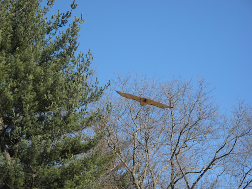 I saw the gigantic four-foot wingspan of a red tailed hawk.