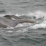 Finback whale and dolphin