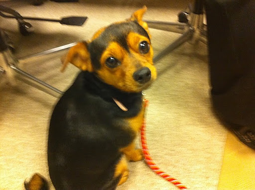 The truly adorable Ms. Cherry, hoping to secure a forever home. (See link to Cherry's adoption info at end of the post.)