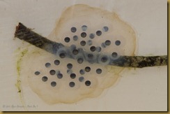 - Spotted Salamander egg case_DSC5554 March 21, 2012 NIKON D7000