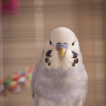bluebird (1).jpg bluebird (1).jpg