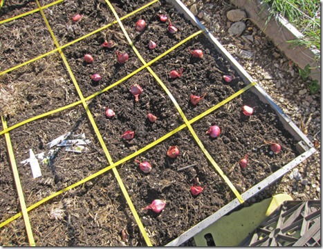 Shallots being planted 4 per square