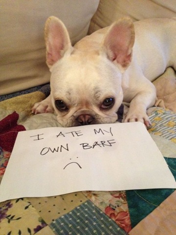 [dog-shaming-bad-38%255B2%255D.jpg]