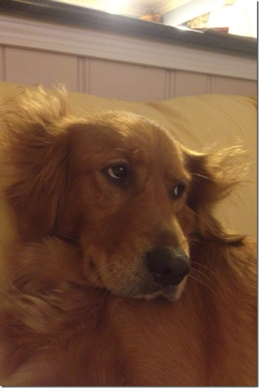 bad hair day