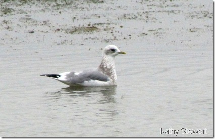 Mew Gull