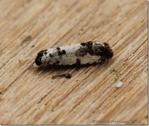eucosma-campoliana-pos-3 eucosma-campoliana-pos-3