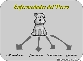 [pilares%2520de%2520la%2520salud%2520del%2520perro%255B8%255D.png]